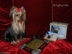 Dog Photo