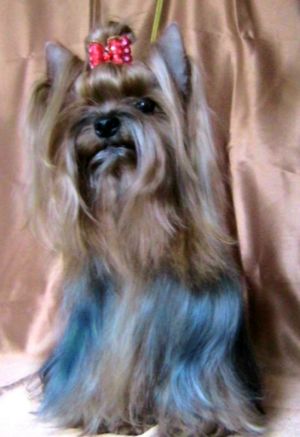 Dog Photo