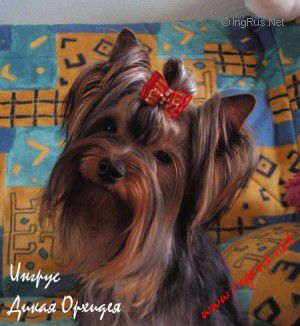 Dog Photo
