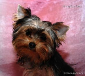Dog Photo