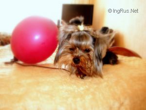 Dog Photo
