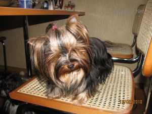 Dog Photo