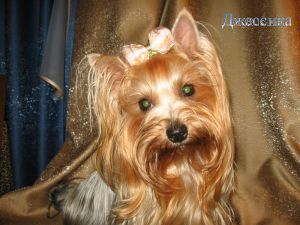 Dog Photo