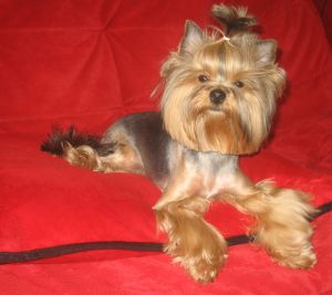 Dog Photo