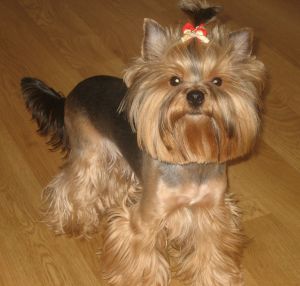 Dog Photo