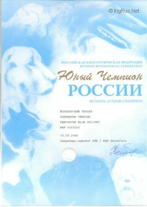 Dog Photo