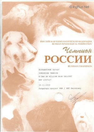 Dog Photo