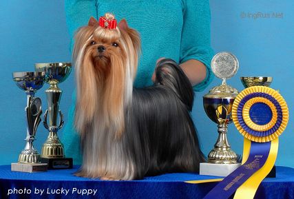 Dog Photo
