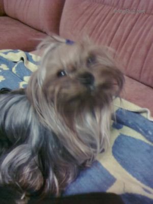 Dog Photo