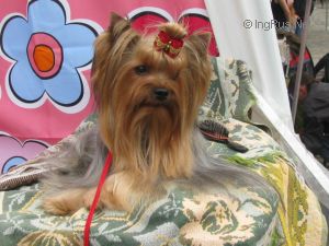 Dog Photo