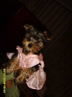 Dog Photo
