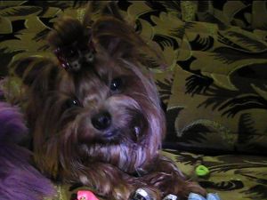 Dog Photo