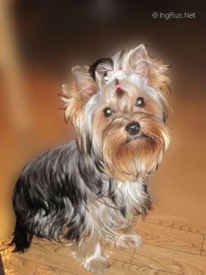 Dog Photo