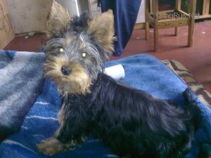 Dog Photo