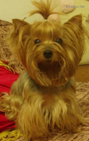 Dog Photo