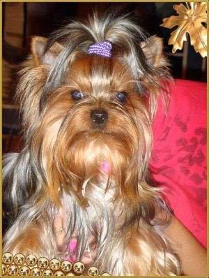 Dog Photo
