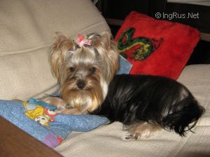Dog Photo