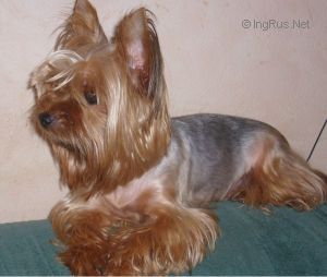 Dog Photo