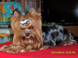 Dog Photo
