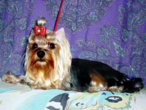 Dog Photo