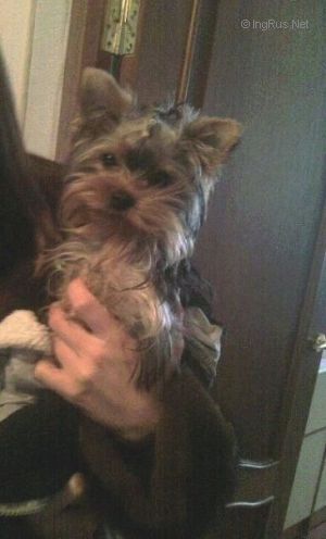 Dog Photo