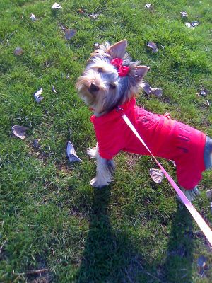 Dog Photo