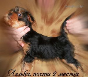Dog Photo