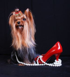 Dog Photo