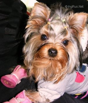 Dog Photo
