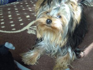 Dog Photo