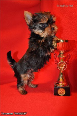 Dog Photo
