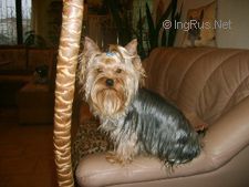 Dog Photo