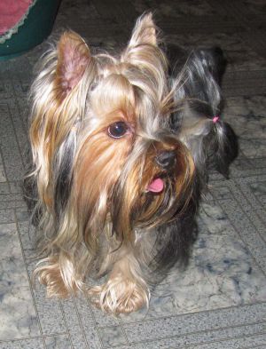 Dog Photo