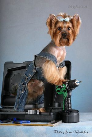 Dog Photo