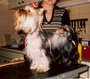 Dog Photo