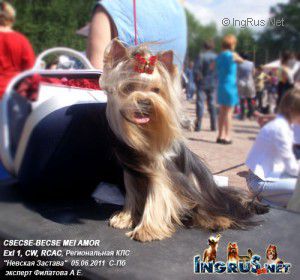 Dog Photo