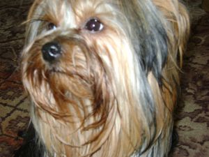 Dog Photo