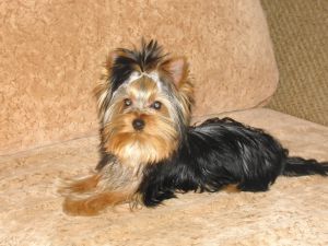 Dog Photo