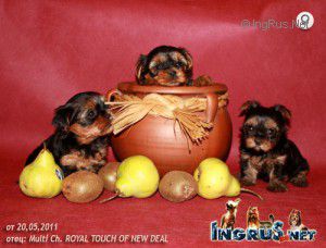 Dog Photo