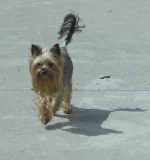 Dog Photo