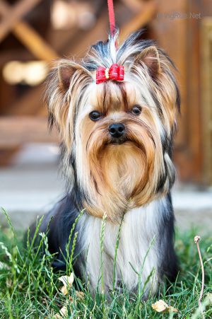 Dog Photo