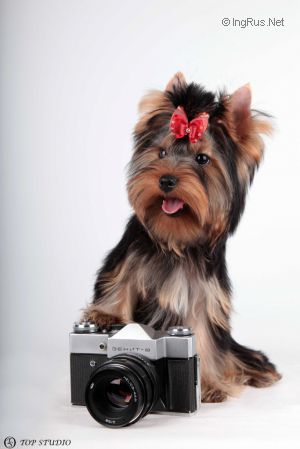 Dog Photo