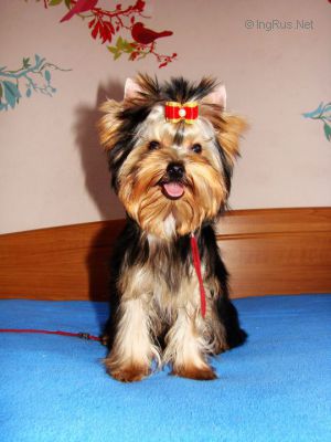 Dog Photo