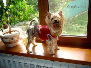 Dog Photo