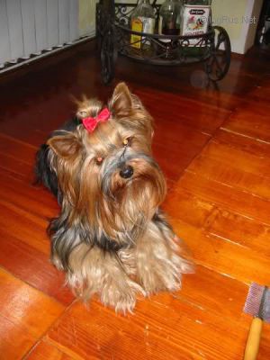 Dog Photo