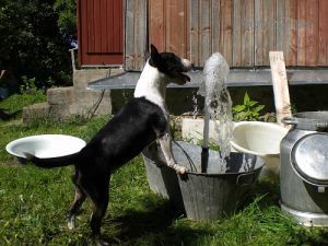 Dog Photo