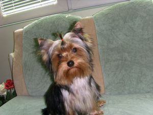 Dog Photo