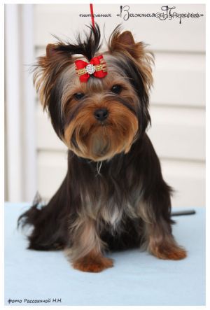 Dog Photo
