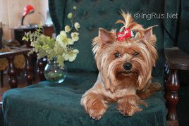 Dog Photo