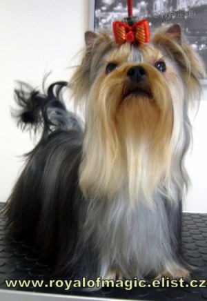 Dog Photo